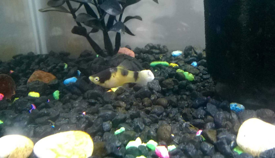 NAME: Blacky AGE (in human years): 7 months BREED: Bumblebee Platy “Once I discovered there was another fish who looked just like me trapped inside the glass of my aquarium. I stared him for 98 minutes trying to figure out how to save him.” - Blacky