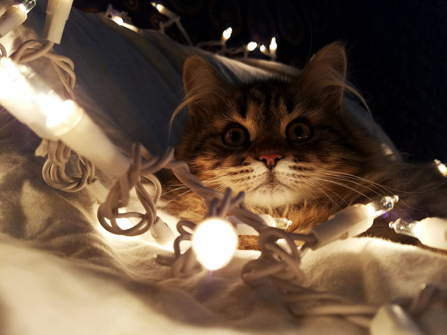 Name: Izzy Age (in human years): 8 mo. Breed: Siberian Favorite memory: I love kitty naps out in the sun.