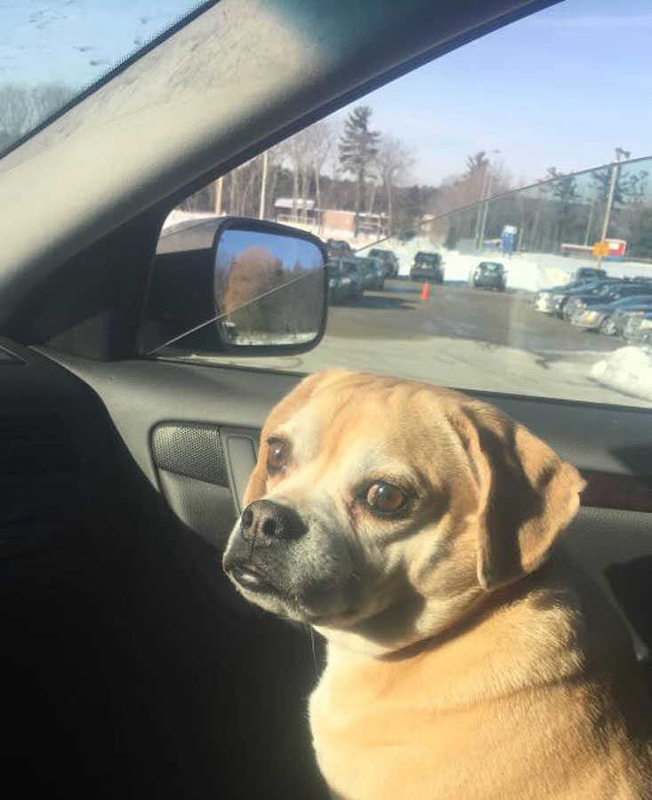 NAME: Buddy AGE (in human years): 9 yr. BREED: Puggle FAVORITE MEMORY: “I like it when Billy [my owner] takes me on walks and when he brings me in his car to pick up the little kids.”