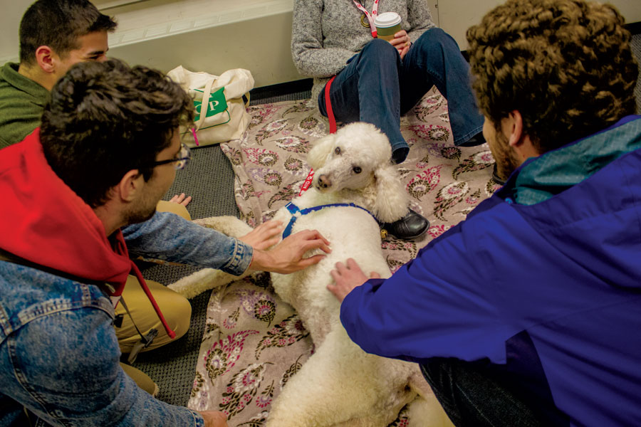 The After Hours organization in cooperation with the Monadnock Humane Society held an event in the Madison Street Lounge during which students pet and played with trained therapy dogs. The event was on Friday, April 6. The dogs that were included ranged from Golden Retrievers, to Poodles and more. The event was put on to allow students to ease their stress in the face of upcoming finals and graduation.